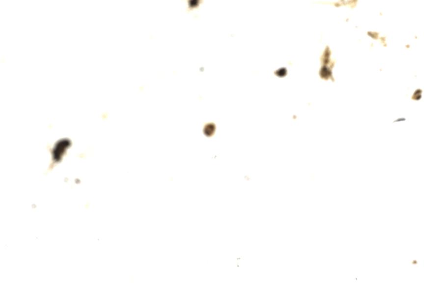 Image 211